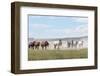 Herd of wild Onaqui horses trotting in dust, USA-Kristel Richard-Framed Photographic Print