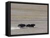 Herd of Wild Yaks Running across the Chang Tang Nature Reserve of Central Tibet., December 2006-George Chan-Framed Stretched Canvas