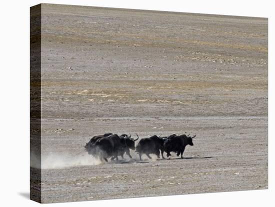 Herd of Wild Yaks Running across the Chang Tang Nature Reserve of Central Tibet., December 2006-George Chan-Stretched Canvas