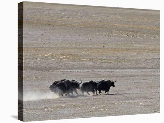 Herd of Wild Yaks Running across the Chang Tang Nature Reserve of Central Tibet., December 2006-George Chan-Stretched Canvas