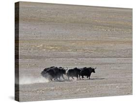 Herd of Wild Yaks Running across the Chang Tang Nature Reserve of Central Tibet., December 2006-George Chan-Stretched Canvas