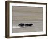 Herd of Wild Yaks Running across the Chang Tang Nature Reserve of Central Tibet., December 2006-George Chan-Framed Premium Photographic Print