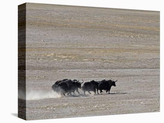 Herd of Wild Yaks Running across the Chang Tang Nature Reserve of Central Tibet., December 2006-George Chan-Stretched Canvas