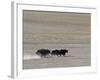 Herd of Wild Yaks Running across the Chang Tang Nature Reserve of Central Tibet., December 2006-George Chan-Framed Photographic Print