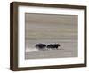 Herd of Wild Yaks Running across the Chang Tang Nature Reserve of Central Tibet., December 2006-George Chan-Framed Photographic Print