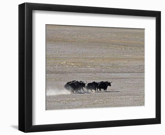 Herd of Wild Yaks Running across the Chang Tang Nature Reserve of Central Tibet., December 2006-George Chan-Framed Photographic Print