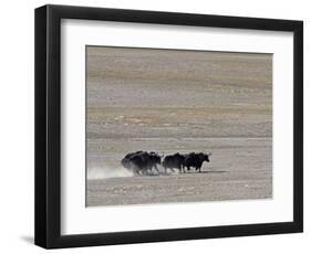 Herd of Wild Yaks Running across the Chang Tang Nature Reserve of Central Tibet., December 2006-George Chan-Framed Photographic Print