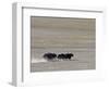 Herd of Wild Yaks Running across the Chang Tang Nature Reserve of Central Tibet., December 2006-George Chan-Framed Photographic Print