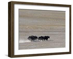 Herd of Wild Yaks Running across the Chang Tang Nature Reserve of Central Tibet., December 2006-George Chan-Framed Photographic Print