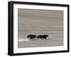 Herd of Wild Yaks Running across the Chang Tang Nature Reserve of Central Tibet., December 2006-George Chan-Framed Photographic Print