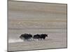 Herd of Wild Yaks Running across the Chang Tang Nature Reserve of Central Tibet., December 2006-George Chan-Mounted Photographic Print