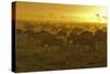 Herd of Wildebeest at Sunrise-Winfried Wisniewski-Stretched Canvas