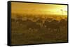 Herd of Wildebeest at Sunrise-Winfried Wisniewski-Framed Stretched Canvas