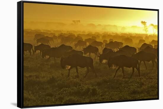Herd of Wildebeest at Sunrise-Winfried Wisniewski-Framed Stretched Canvas