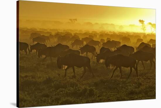 Herd of Wildebeest at Sunrise-Winfried Wisniewski-Stretched Canvas