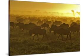 Herd of Wildebeest at Sunrise-Winfried Wisniewski-Stretched Canvas