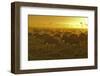 Herd of Wildebeest at Sunrise-Winfried Wisniewski-Framed Photographic Print