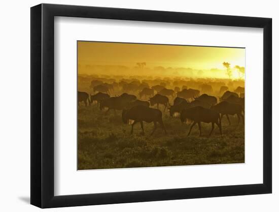 Herd of Wildebeest at Sunrise-Winfried Wisniewski-Framed Photographic Print