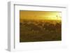 Herd of Wildebeest at Sunrise-Winfried Wisniewski-Framed Photographic Print