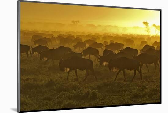 Herd of Wildebeest at Sunrise-Winfried Wisniewski-Mounted Photographic Print