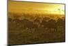 Herd of Wildebeest at Sunrise-Winfried Wisniewski-Mounted Photographic Print