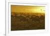 Herd of Wildebeest at Sunrise-Winfried Wisniewski-Framed Photographic Print