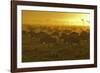 Herd of Wildebeest at Sunrise-Winfried Wisniewski-Framed Photographic Print