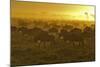 Herd of Wildebeest at Sunrise-Winfried Wisniewski-Mounted Photographic Print