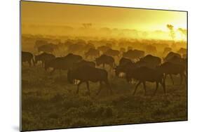 Herd of Wildebeest at Sunrise-Winfried Wisniewski-Mounted Photographic Print