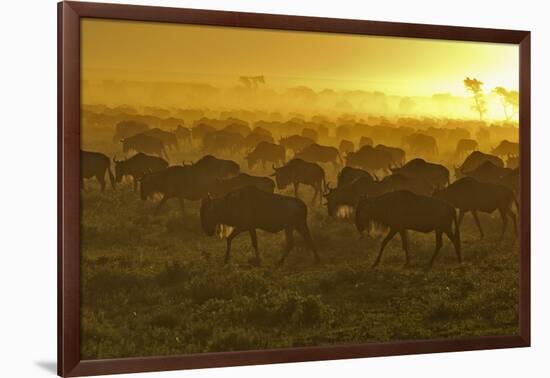 Herd of Wildebeest at Sunrise-Winfried Wisniewski-Framed Photographic Print