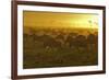 Herd of Wildebeest at Sunrise-Winfried Wisniewski-Framed Photographic Print