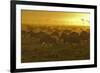 Herd of Wildebeest at Sunrise-Winfried Wisniewski-Framed Photographic Print