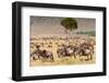 Herd of wildebeest, Maasai Mara National Reserve, Kenya-Nico Tondini-Framed Photographic Print