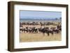 Herd of wildebeest, Maasai Mara National Reserve, Kenya-Nico Tondini-Framed Photographic Print