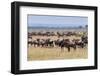 Herd of wildebeest, Maasai Mara National Reserve, Kenya-Nico Tondini-Framed Photographic Print