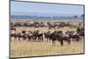 Herd of wildebeest, Maasai Mara National Reserve, Kenya-Nico Tondini-Mounted Photographic Print