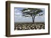 Herd of Wildebeest Migrating in Serengeti National Park, Tanzania, Africa-Life on White-Framed Premium Photographic Print