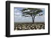 Herd of Wildebeest Migrating in Serengeti National Park, Tanzania, Africa-Life on White-Framed Premium Photographic Print