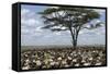Herd of Wildebeest Migrating in Serengeti National Park, Tanzania, Africa-Life on White-Framed Stretched Canvas