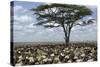 Herd of Wildebeest Migrating in Serengeti National Park, Tanzania, Africa-Life on White-Stretched Canvas