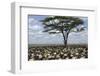Herd of Wildebeest Migrating in Serengeti National Park, Tanzania, Africa-Life on White-Framed Photographic Print