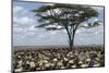 Herd of Wildebeest Migrating in Serengeti National Park, Tanzania, Africa-Life on White-Mounted Photographic Print