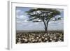 Herd of Wildebeest Migrating in Serengeti National Park, Tanzania, Africa-Life on White-Framed Photographic Print