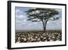 Herd of Wildebeest Migrating in Serengeti National Park, Tanzania, Africa-Life on White-Framed Photographic Print