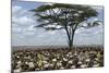 Herd of Wildebeest Migrating in Serengeti National Park, Tanzania, Africa-Life on White-Mounted Photographic Print