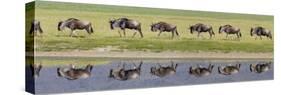 Herd of Wildebeests along a River, Ngorongoro Crater, Tanzania-null-Stretched Canvas