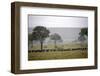 Herd of Wildebeests (Connochaetes Taurinus) Migrating under the Rain-Angelo Cavalli-Framed Photographic Print