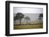 Herd of Wildebeests (Connochaetes Taurinus) Migrating under the Rain-Angelo Cavalli-Framed Photographic Print