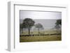 Herd of Wildebeests (Connochaetes Taurinus) Migrating under the Rain-Angelo Cavalli-Framed Photographic Print