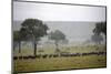 Herd of Wildebeests (Connochaetes Taurinus) Migrating under the Rain-Angelo Cavalli-Mounted Photographic Print